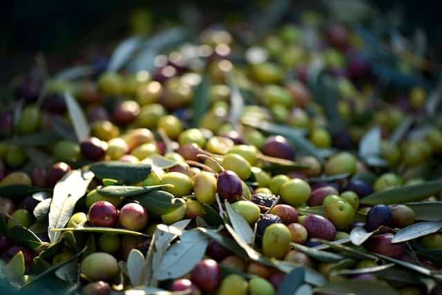 Olíva szüret életképek