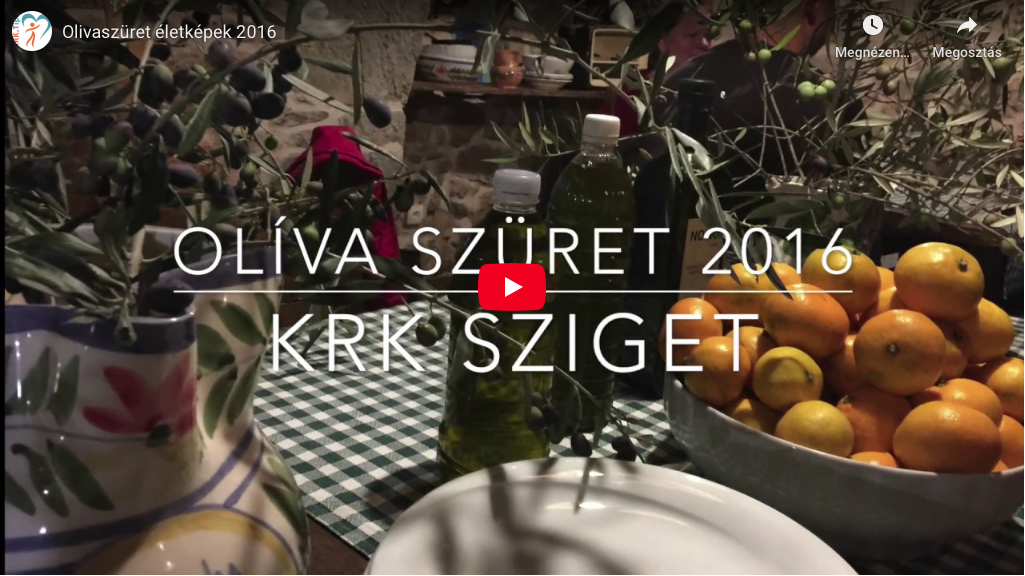 Olívaszüret Krk-szigeten