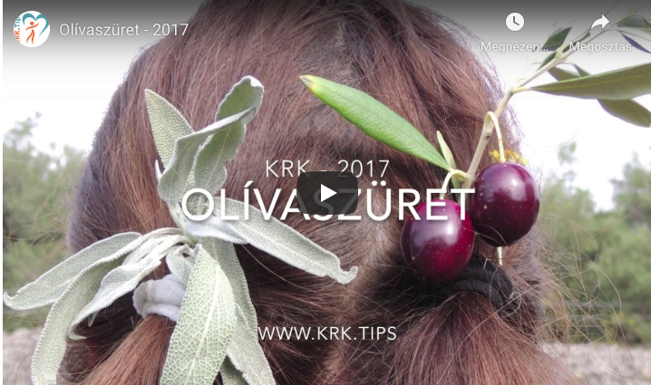 Olívaszüret